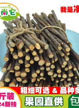 烘干苹果枝甜竹兔子磨牙棒龙猫专用苹果木树枝仓鼠金丝熊零食用品