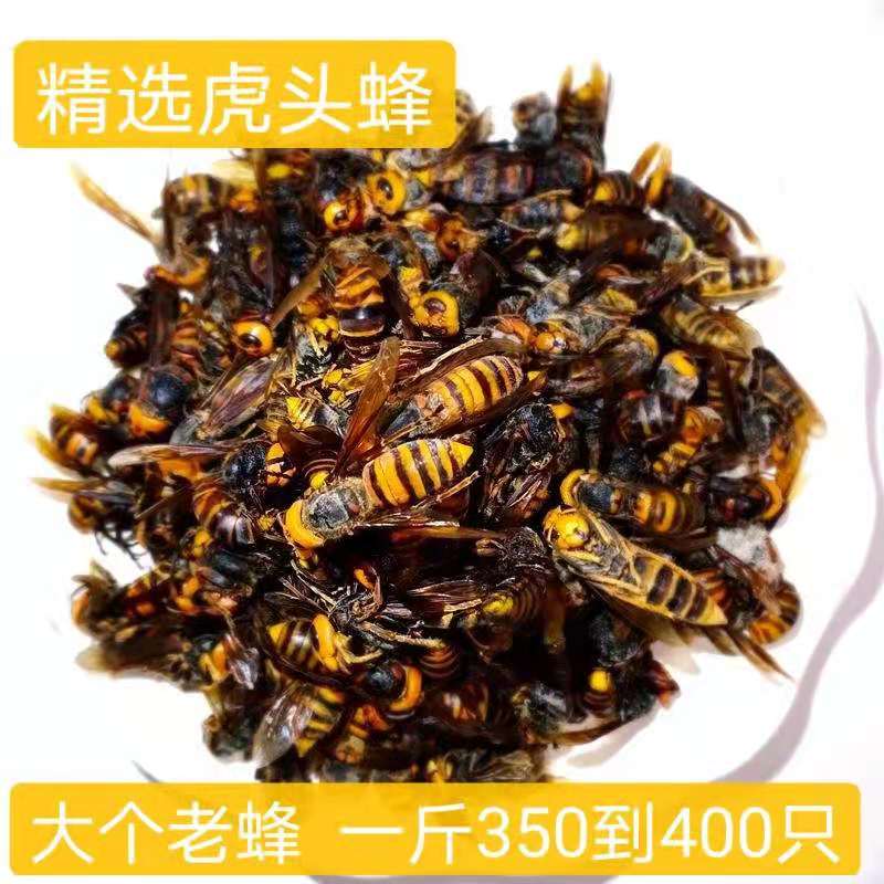 虎头蜂金环大马蜂胡蜂葫芦蜂黄蜂赛云南黑蜂活蜂现泡50只虎头蜂