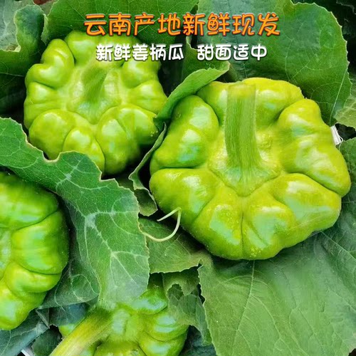 云南特产农家露天现摘姜柄瓜