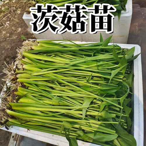 【茨菇苗】鱼缸龟缸造景净化水质
