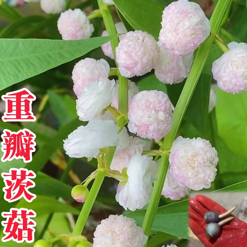 【重瓣茨菇】鱼龟缸造景净化水质图片