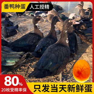 番鸭种蛋受精蛋洋鸭蛋可孵化黑红脸鸭美洲雁鸭小黄鸭种蛋20枚包邮