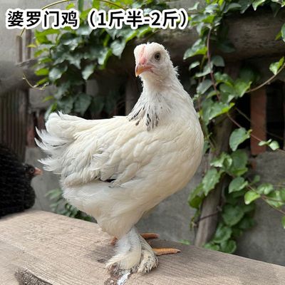 纯种婆罗门鸡活苗脱温鸡