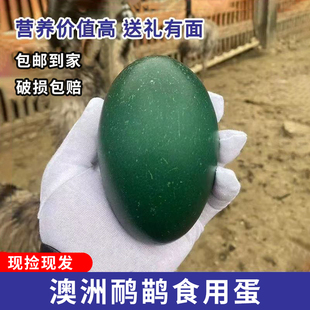 澳洲鸸鹋种蛋受精蛋可孵化新鲜食用鸵鸟蛋农场养殖场巨型鸟鸸鹋苗