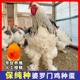 纯种婆罗门种蛋受精蛋可孵化小鸡巨型梵天鸡观赏鸡种蛋10枚 包邮