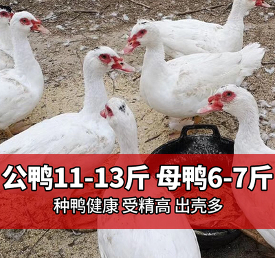 红脸鸭美洲雁番鸭种蛋受精率高