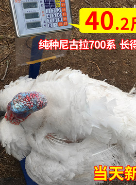 尼古拉700火鸡种蛋受精率高达95%