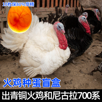 正宗火鸡种蛋受精蛋可孵化青铜尼古拉700系混合发一次孵化两品种