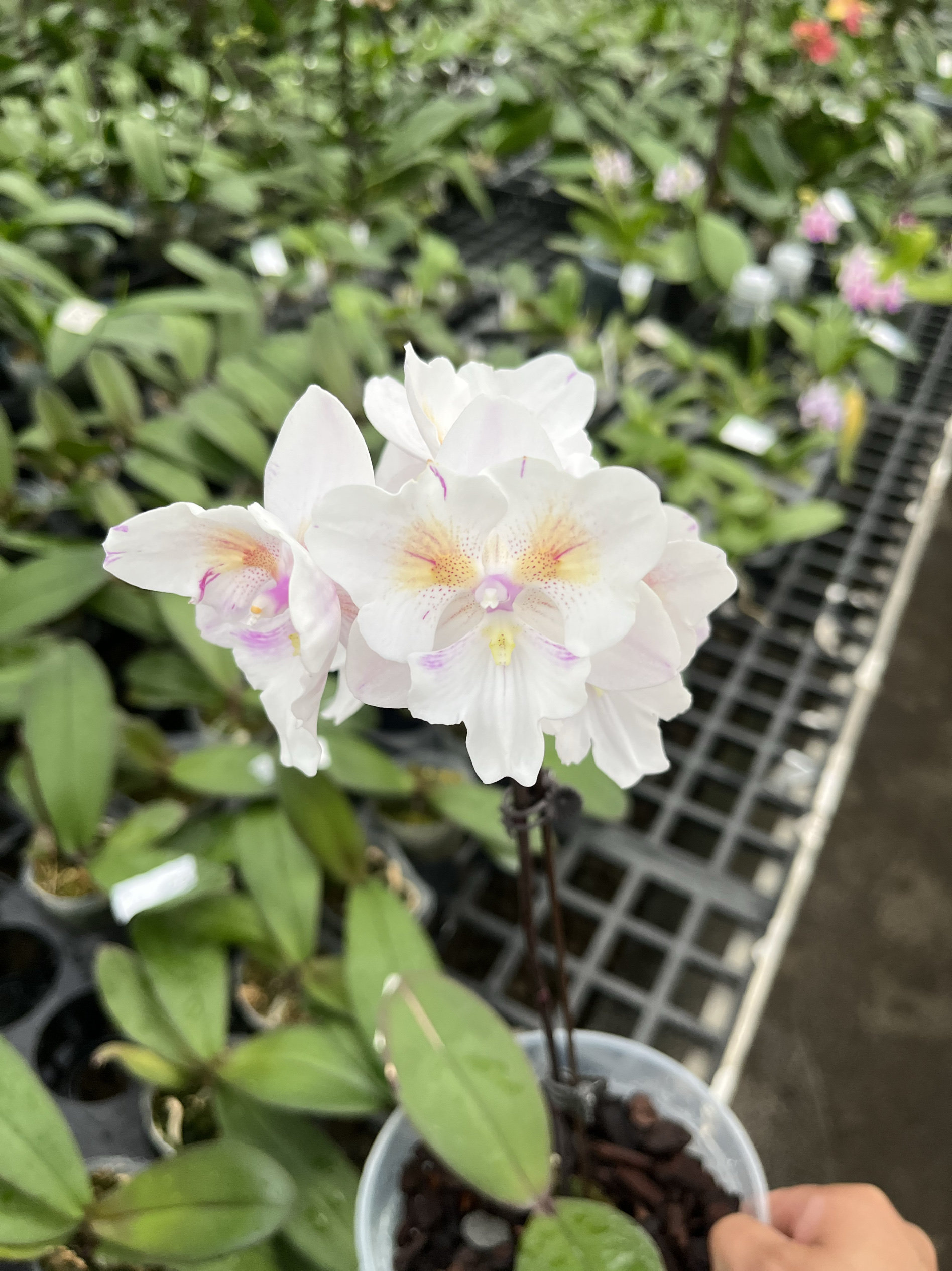 施华洛大婚纱蝴蝶兰变异大舌头有反祖概率鲜花室内绿植盆栽花期