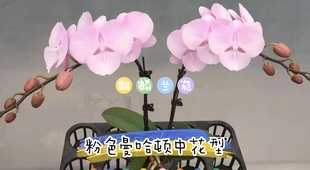 麒麟兰苑一代粉色曼哈顿蝴蝶兰室内鲜花绿植盆栽花期长