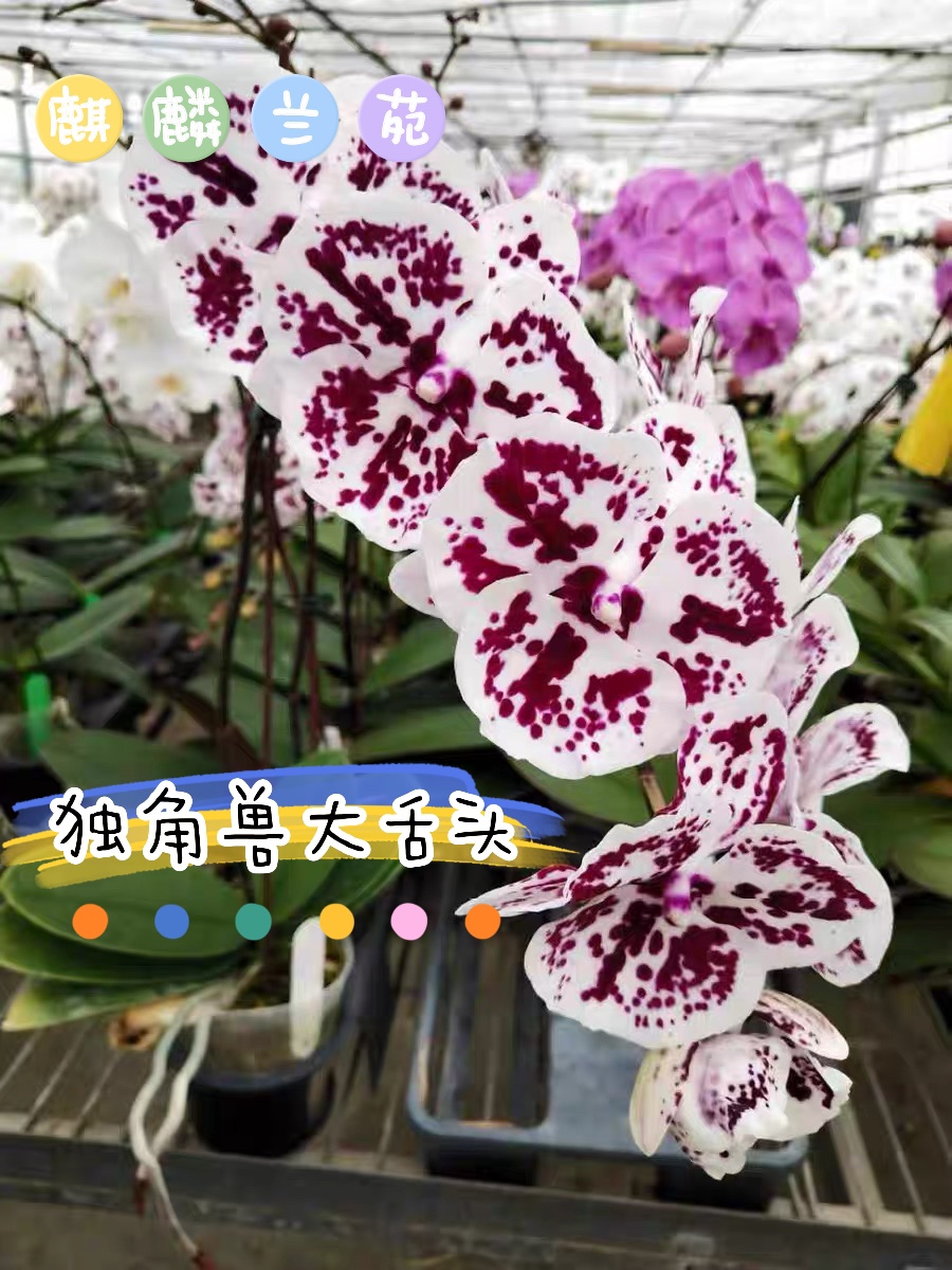 蝴蝶兰阳台蝴蝶兰盆栽四季