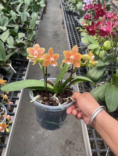 潘多拉小香花3.0寸杯苗无花剑刚换盆不久1-2条根系室内鲜花绿植