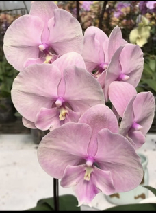 暮光彩虹大舌头蝴蝶兰2.5寸杯苗无花剑室内鲜花绿植盆栽花卉