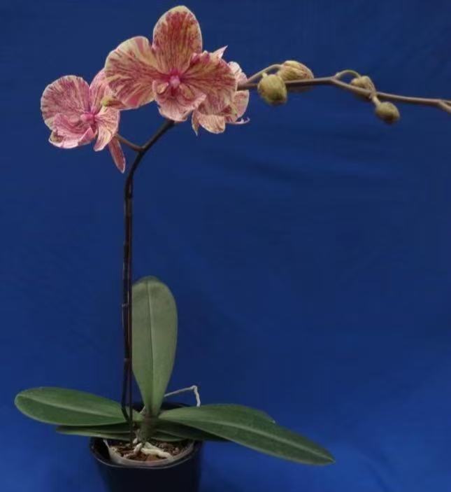 高端精品稀有蝴蝶兰大理石慕斯2.5寸杯根系不多室内鲜花绿植