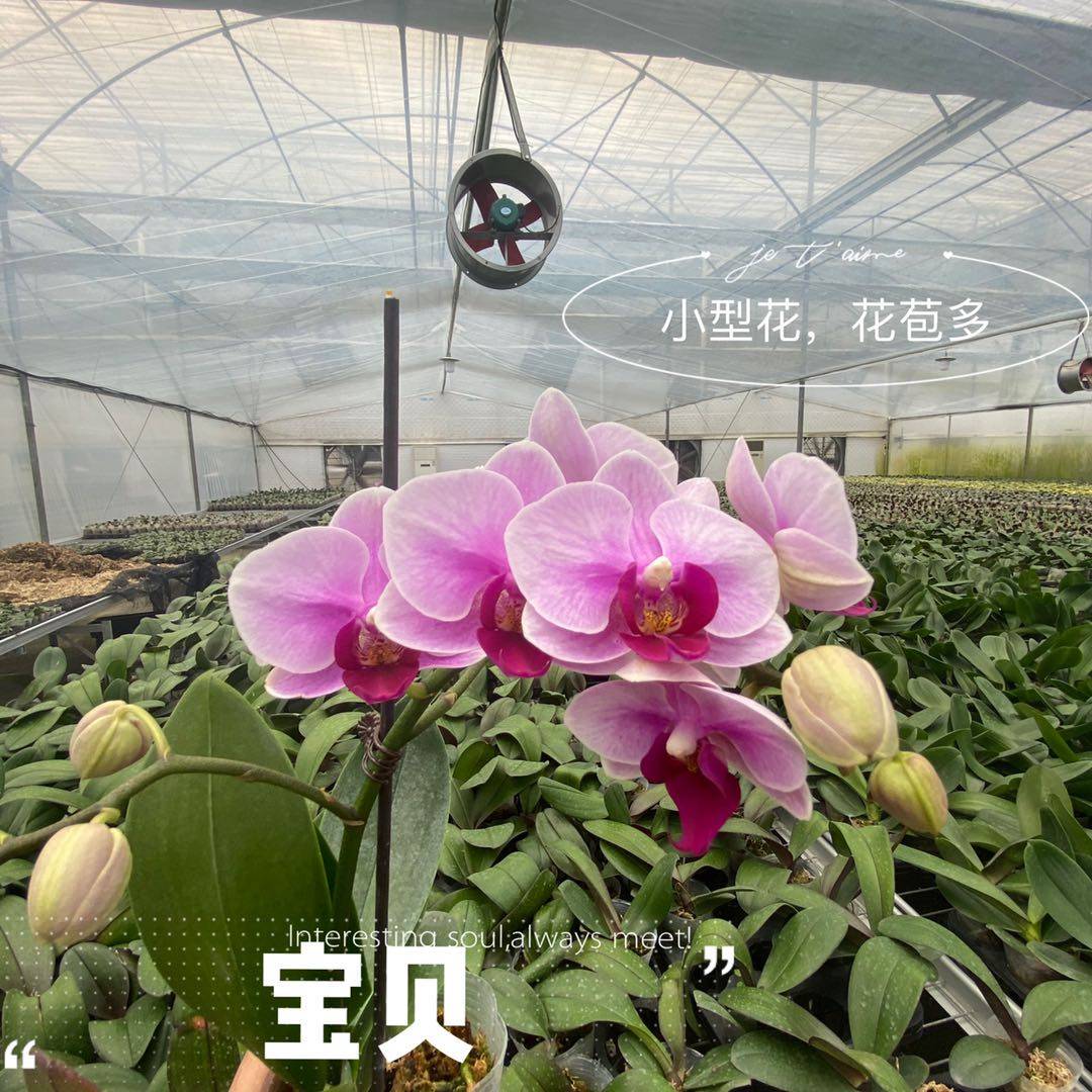 蝴蝶兰宝贝兰花苗盆栽花卉小茶花室内长寿花带花苞四季鲜花花期长
