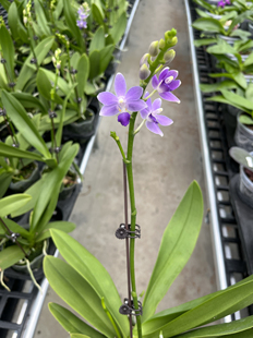 蓝星蝴蝶兰夏花品种蓝色系续花型室内绿植盆栽花卉花期优选