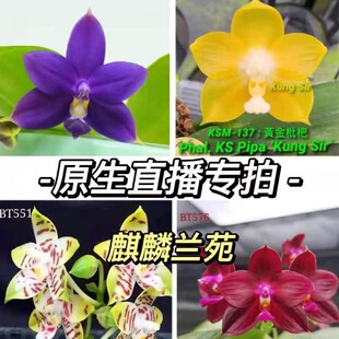 蝴蝶兰原生兰趣味兰花直播间一物一拍专拍链接四季 鲜花花期长