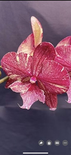 高端精品稀有蝴蝶兰五花肉莓红旋风2.5寸苗无花剑室内鲜花绿植