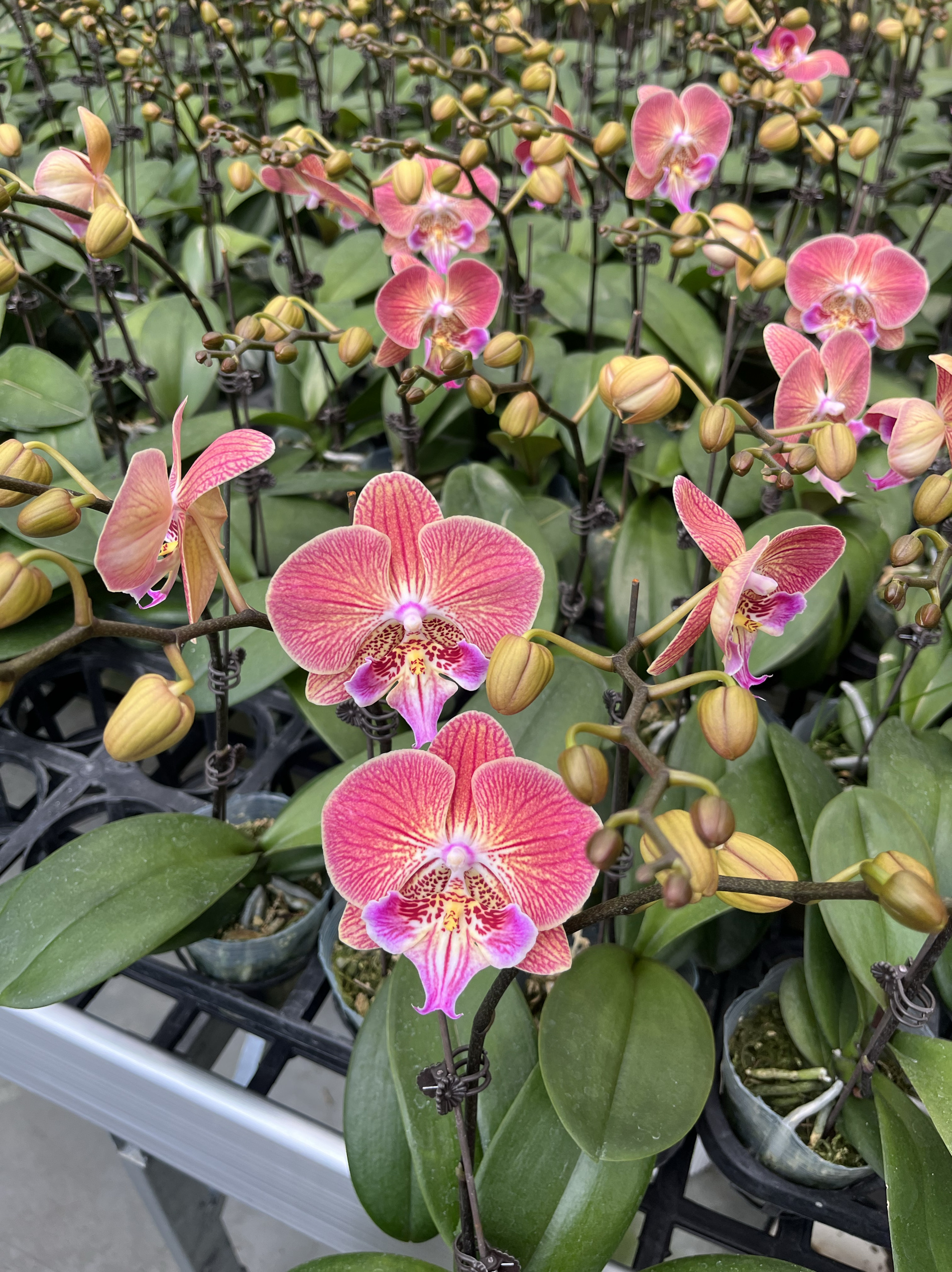 金缕衣大舌头蝴蝶兰2.8寸单花剑带花室内绿植盆栽花卉花期优选