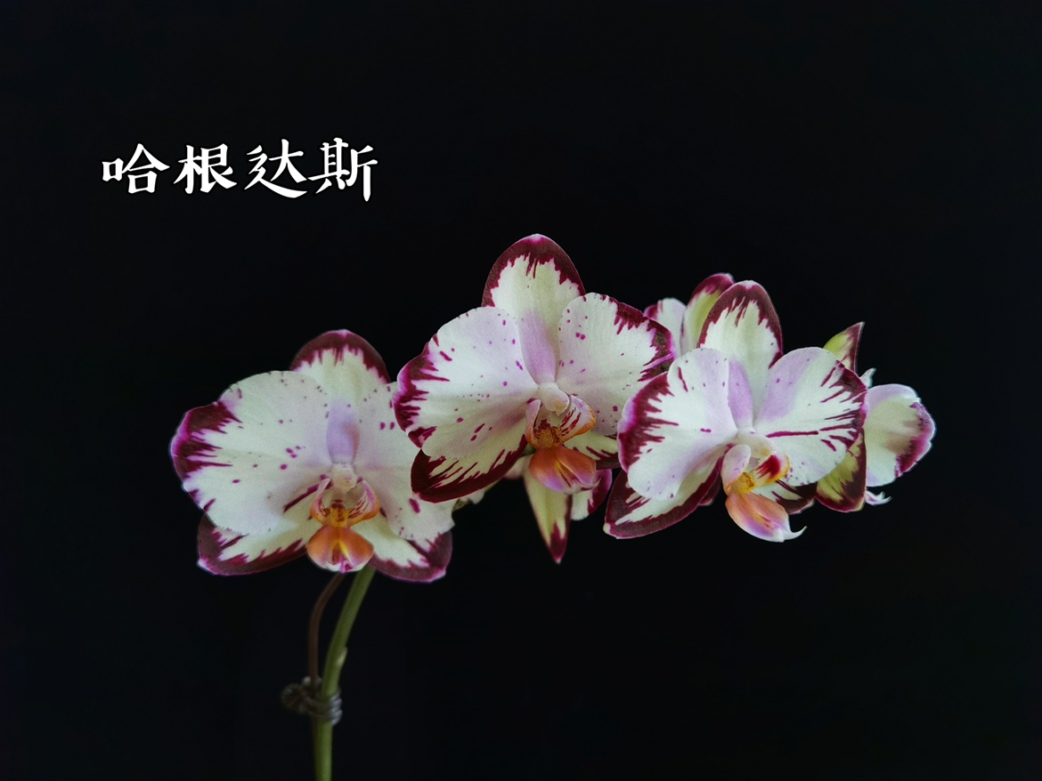 蝴蝶兰趣味蝴蝶兰易养活