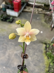 魅力3217趣味蝴蝶兰单花剑室内鲜花绿植盆栽