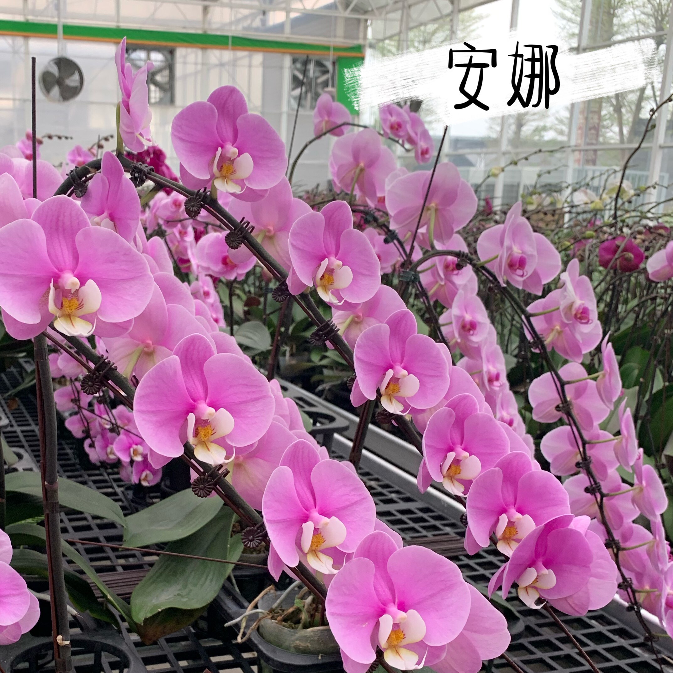 精品～蝴蝶兰安娜带花苞花剑兰花苗盆栽花卉室内四季鲜花花期长