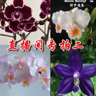 顺丰快递麒麟兰苑直播间专拍二蝴蝶兰室内绿植盆栽花卉花期长