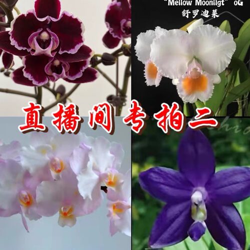 麒麟直播间蝴蝶兰绿植花期长