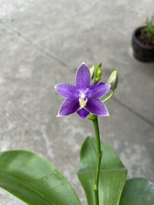 EQ狗交莎美娜瓶苗11棵带花牌带1.7营养杯