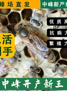 广西蜜蜂蜂王中蜂王土蜂纯种伏牛王仓蜂王阿坝王黑色蜂王优质蜂王