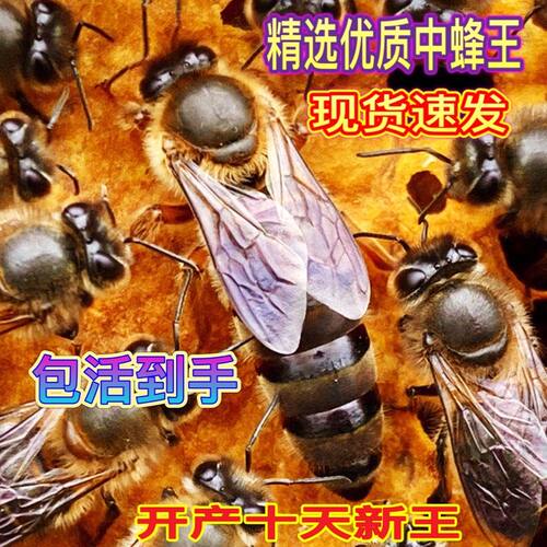 限时速发【中华高产蜂王】中蜂产卵王中蜂王红环王阿坝王野生土蜂