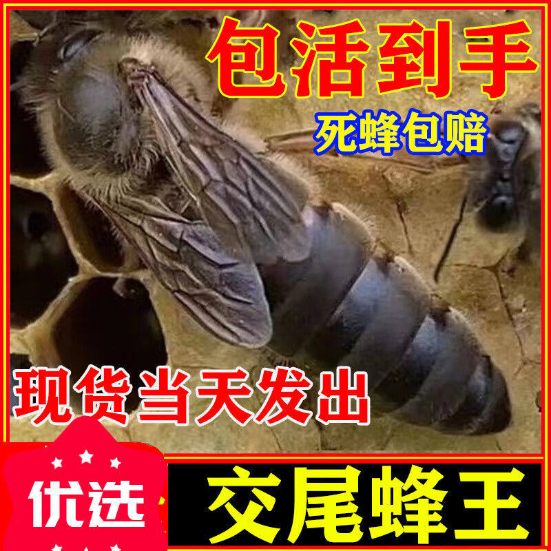 中锋蜂王包活四川包邮蜜蜂野外全套优质新鲜整箱黄色鲜活活的