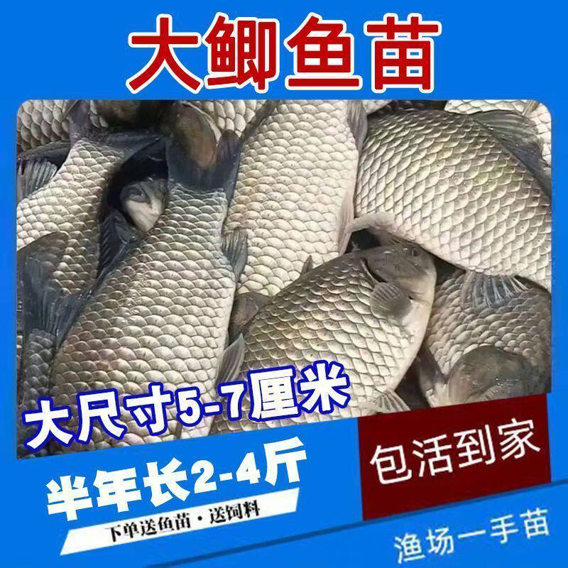 正宗中科五号鲫鱼苗工程鲫鱼淡水养殖草鱼苗鲤鱼花鲢包活大白新鲜
