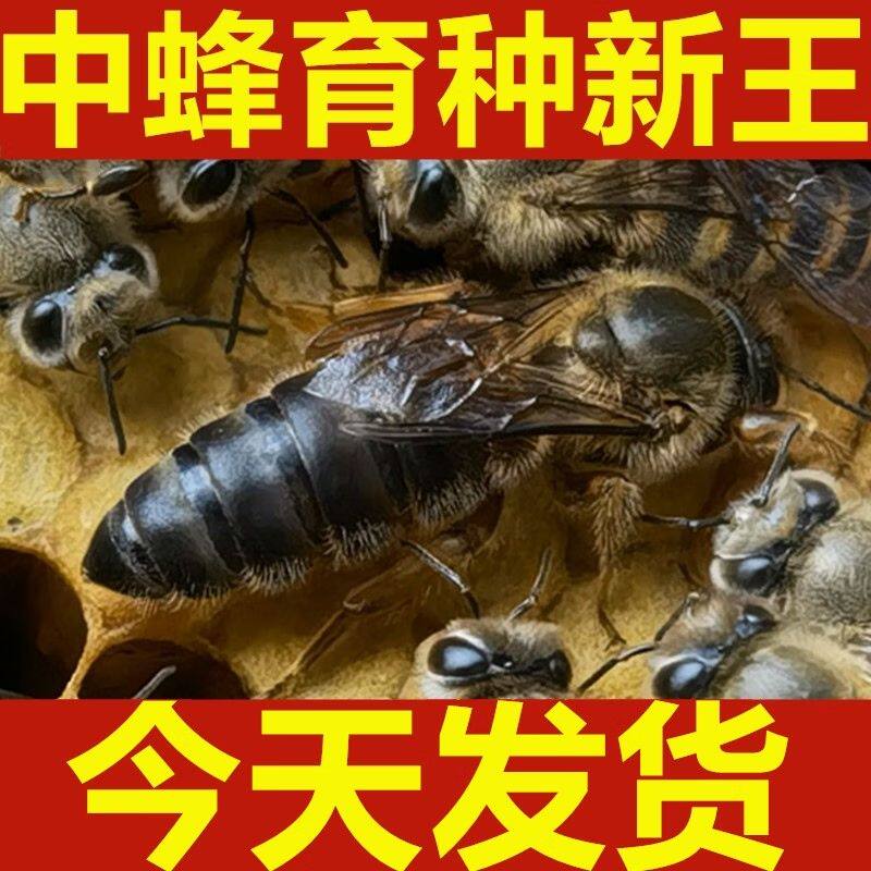 中锋蜂王包活四川包邮蜜蜂野外全套优质新鲜整箱黄色鲜活活的