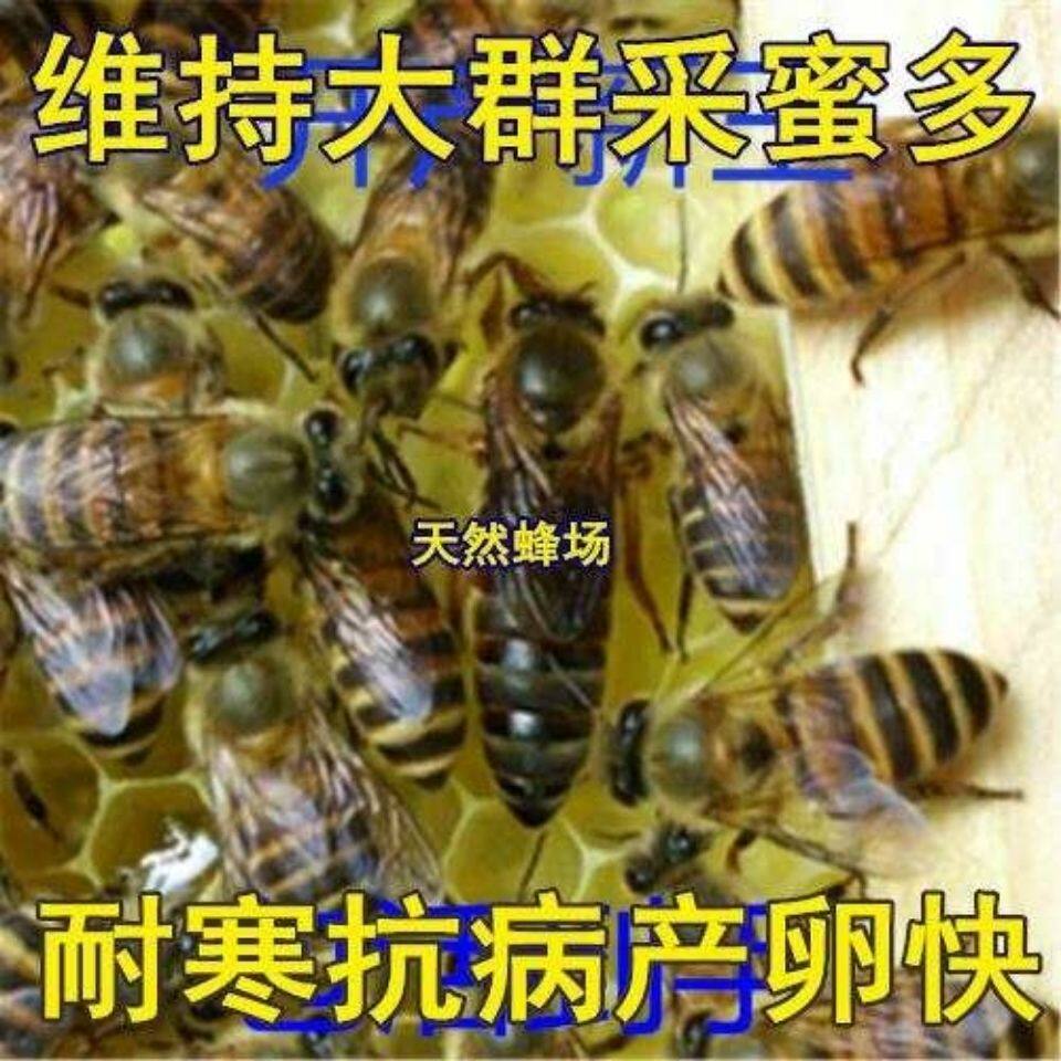 中蜂蜂王种王产卵王活蜜蜂群带王子脾双色开产王交尾王土蜂处女王