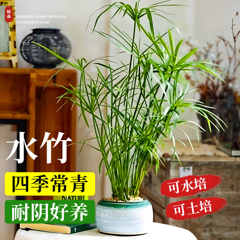 水培植物水竹风车草旱伞草鱼池塘造景净化水质小盆栽鱼缸龟缸绿植