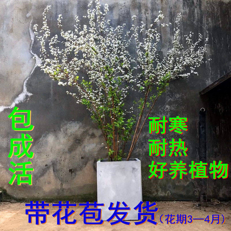 室内外耐寒好养的花卉盆栽喷雪花耐热庭院阳台种植雪柳垂吊绿植物