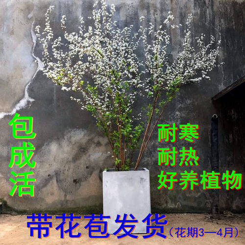 室内外耐寒好养的花卉盆栽喷雪花耐热庭院阳台种植雪柳垂吊绿植物