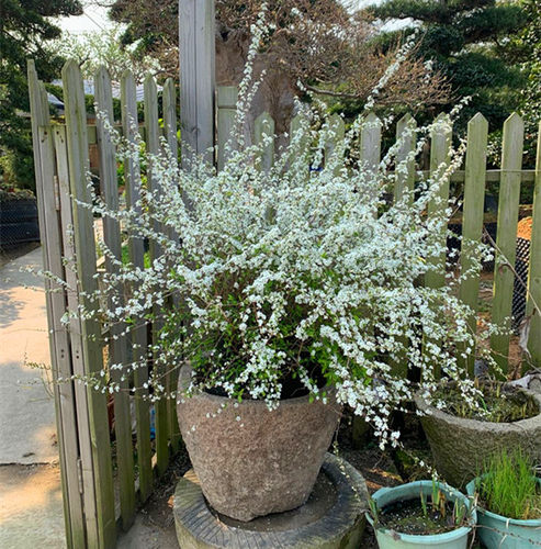 绿植珍珠梅绣线菊鲜枝条喷雪花