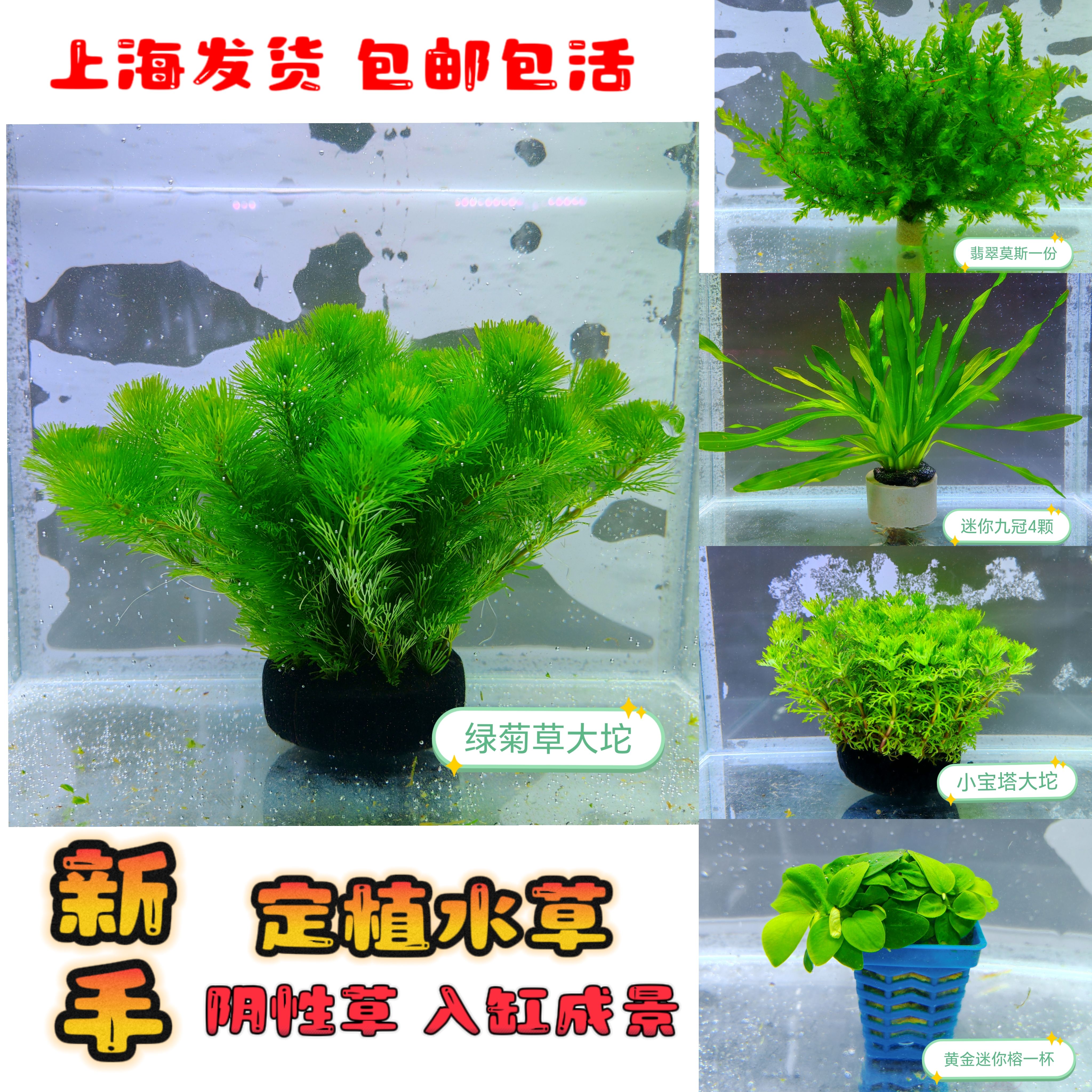 鱼缸水草蜈蚣草绿菊花坨草莫丝鱼缸增氧阴性无需底砂淡水活体植物