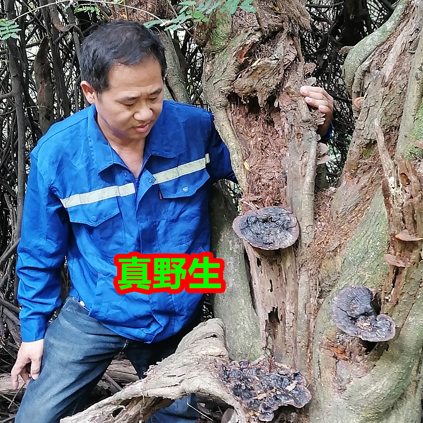 广西纯野生整朵紫灵芝黑灵芝250克干货赤血竹芝粉泡酒泡水
