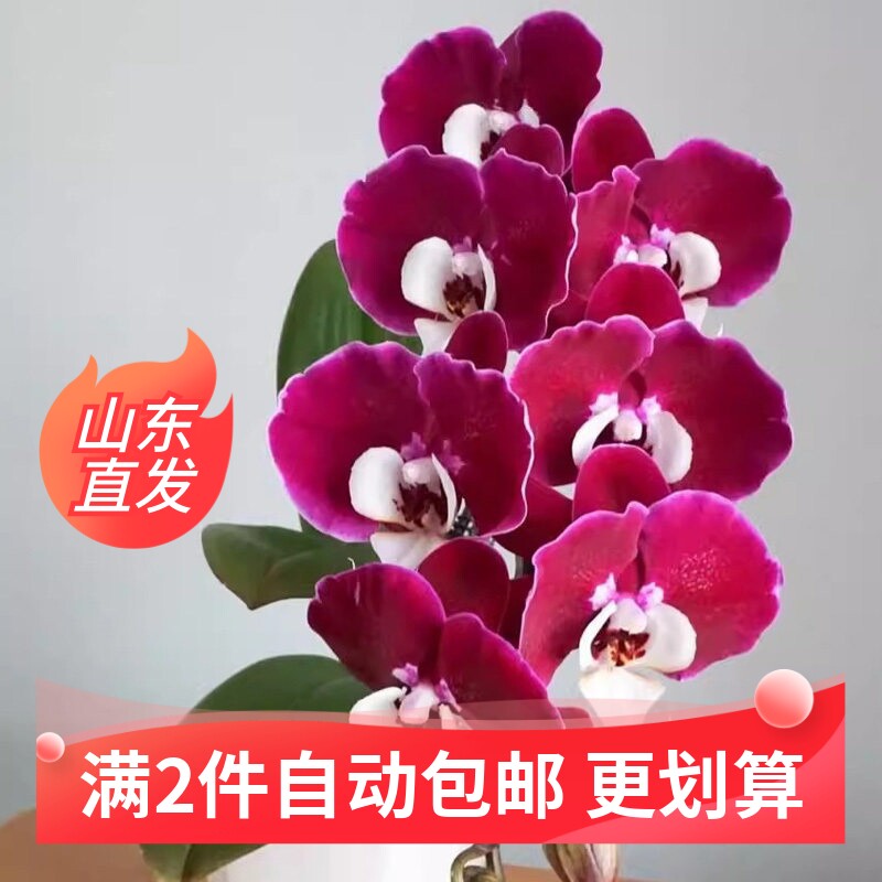 （米歇尔）蝴蝶兰花苗1.7寸盆栽不带花剑和花苞四季开花多花好养