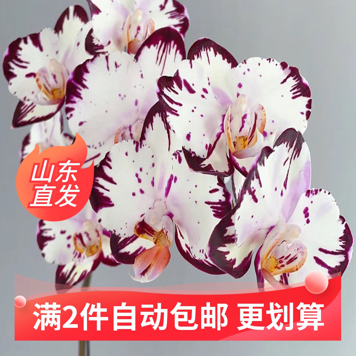 （黑闪电）蝴蝶兰花苗1.7寸盆栽不带花剑和花苞四季开花好养活苗