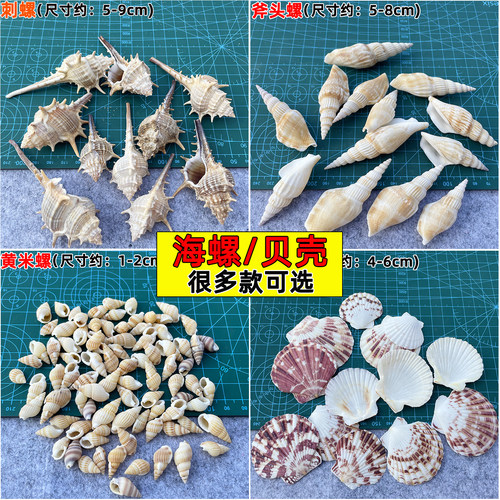 石塑粘土DIY贝壳海螺冰箱贴天然迷你海螺海星贝壳扇贝鱼缸造景