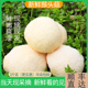 新鲜猴头菇古田特产无硫当季 食用新鲜猴头菇两斤装 非野生干货猴头