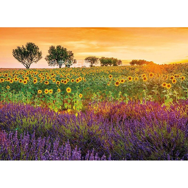DIY方钻满钻钻石画向日葵与薰衣草田野贴钻点钻十字绣砖石画带钻,居家布艺,钻石绣,淘宝优惠券,粉丝福利购,淘宝优惠卷