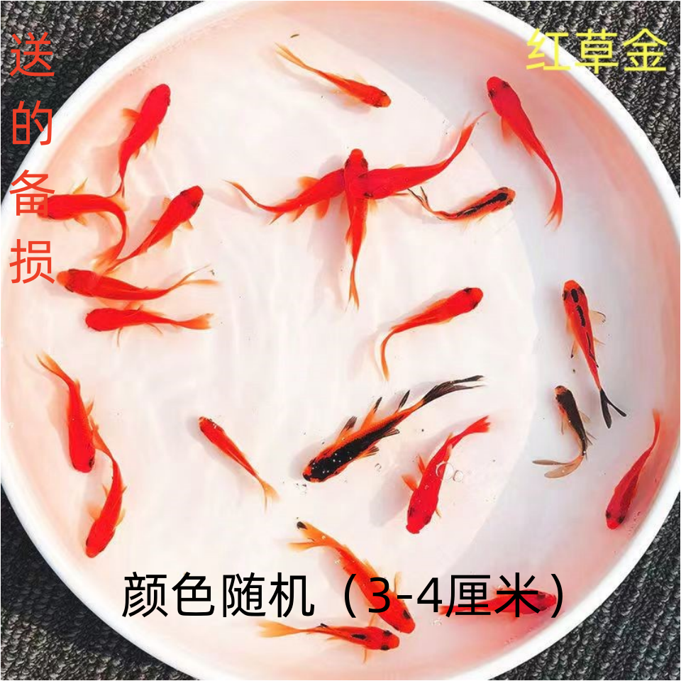 观赏鱼冷水鱼红白锦鲤耐活好养饲料鱼草金鱼活鱼 宠物/宠物食品及用品 鱼 原图主图