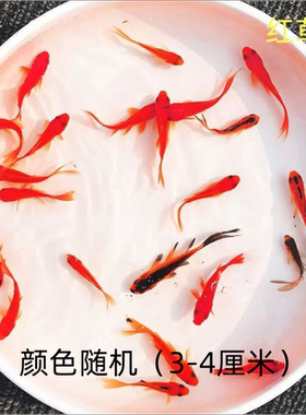 观赏鱼冷水鱼红白锦鲤耐活好养饲料鱼草金鱼活鱼新手鱼闯缸鱼