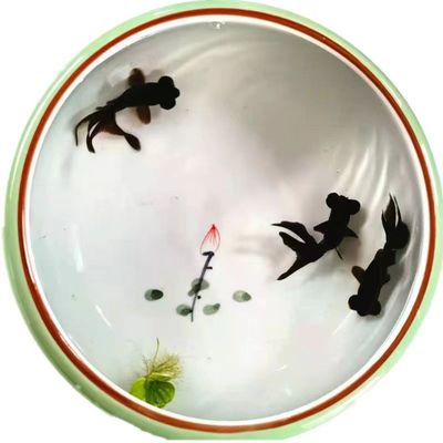 金鱼活鱼冷水鱼观赏鱼好养耐活金鱼鱼苗龙井红帽宠物鱼