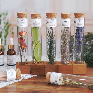 芳香植物精油标本萃取植物展示材料spa疗愈养生会所装饰摆件香薰